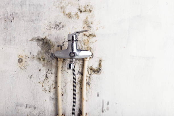 Home Mold Removal in Paradise, NV