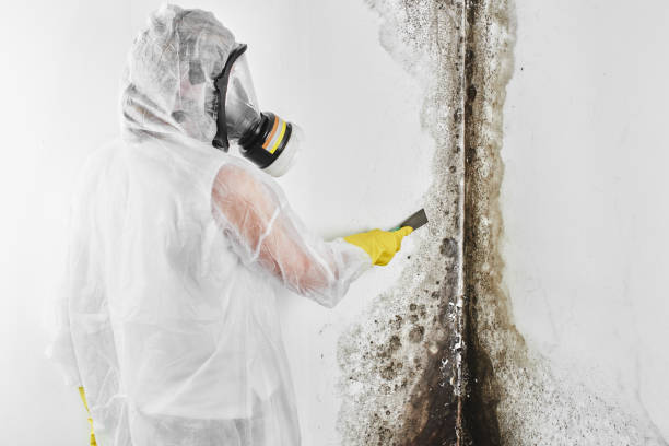 Best Toxic Mold Removal  in Paradise, NV