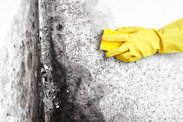 Best Emergency Mold Removal  in Paradise, NV