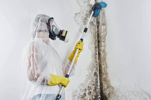 Best Black Mold Removal  in Paradise, NV