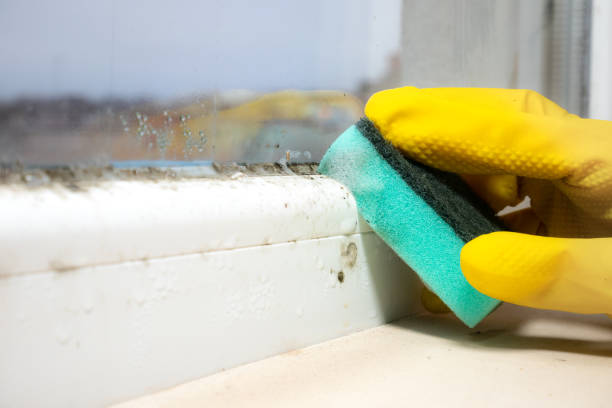 Best Crawl Space Mold Removal  in Paradise, NV