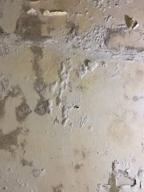 Best Mold Removal Near Me  in Paradise, NV