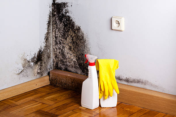 Best Best Mold Removal Companies  in Paradise, NV