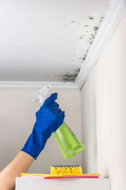 Best Commercial Mold Removal  in Paradise, NV