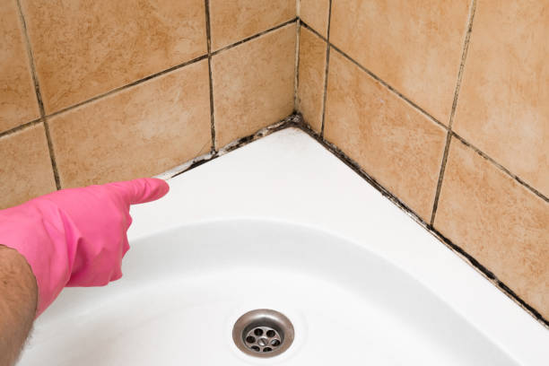 Best Certified Mold Removal  in Paradise, NV